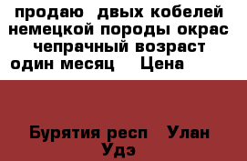 продаю  двых кобелей немецкой породы окрас чепрачный возраст один месяц  › Цена ­ 7 000 - Бурятия респ., Улан-Удэ г. Животные и растения » Собаки   